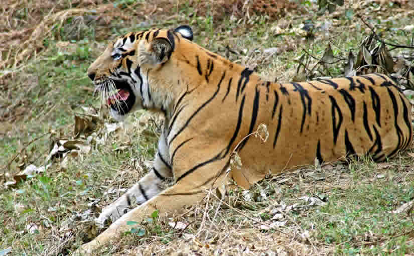 Odisha Wildlife Tours